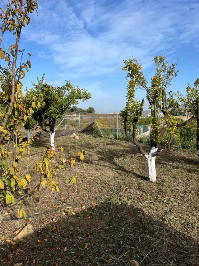 PARCELA RÚSTICA vallada y con árboles frutales