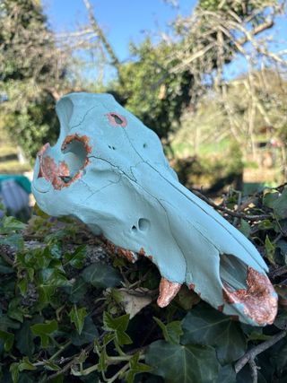 “Réplica” cráneo jabalí decorado