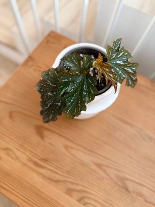 Begonia Cracklin Rosie - maceta 12cm