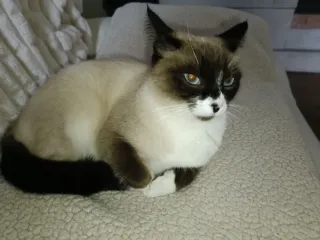 Sillón masaje y gravedad nuevo