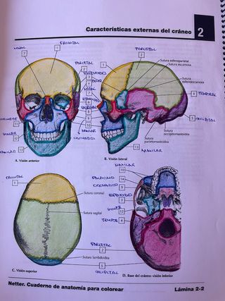 Netter cuaderno de anatomia para colorear