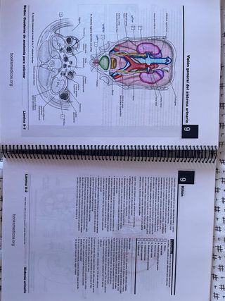 Netter cuaderno de anatomia para colorear
