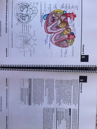 Netter cuaderno de anatomia para colorear