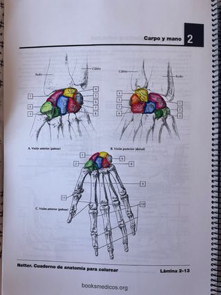 Netter cuaderno de anatomia para colorear