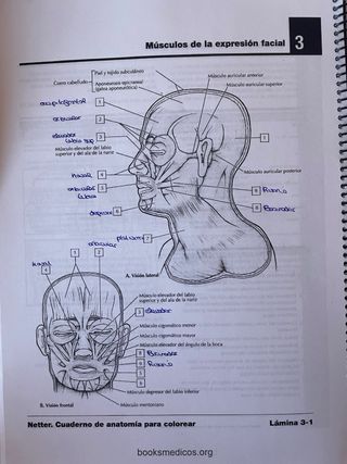 Netter cuaderno de anatomia para colorear