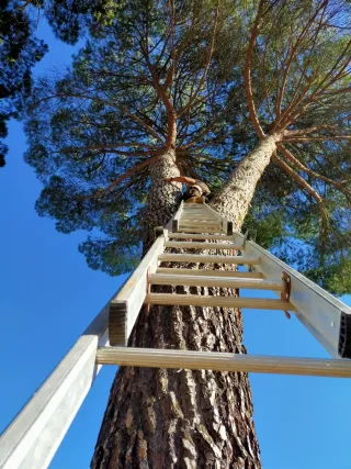 Servicio de tala de árboles peligrosos