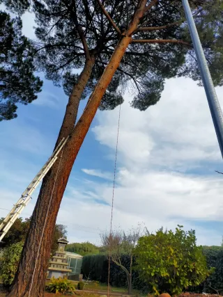 Servicio de tala de árboles peligrosos