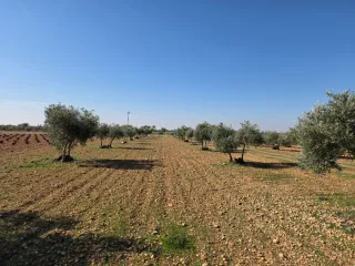 Tereno