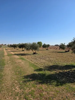 Tereno