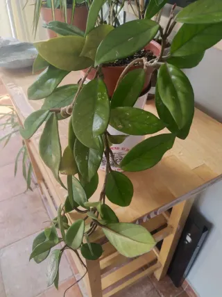 Hoya Carnosa Flor de Cera Planta