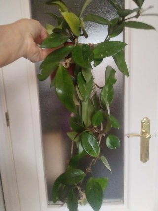 Hoya Carnosa Flor de Cera Planta