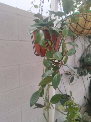 Hoya Carnosa Flor de Cera Planta