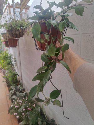 Hoya Carnosa Flor de Cera Planta