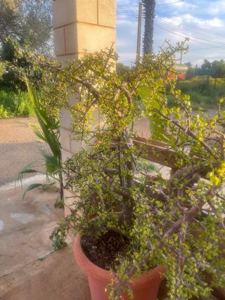 Planta grande con maceta