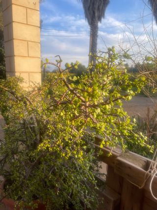 Planta grande con maceta