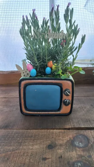 Planta de Lavanda em vaso de TV