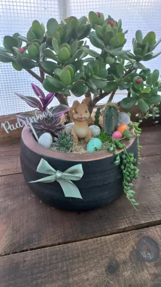 Planta Jade com Decoração Páscoa