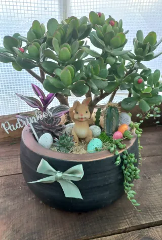 Planta Jade com Decoração Páscoa