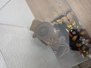 Figura Clint Eastwood Sideshow 1/6