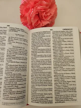 Biblia fucsia