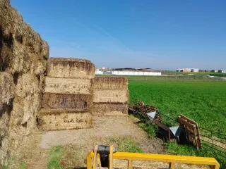 Alpacas de paja para cama de animales