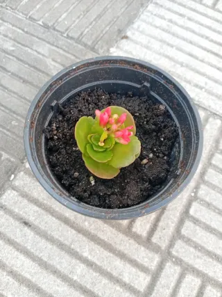 Planta con flores rosas