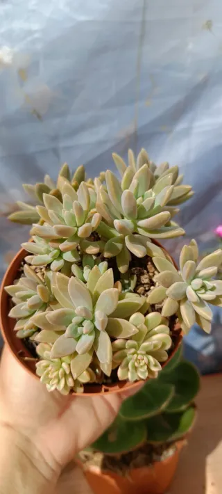 Sedum 'Joyce Tulloch' - Suculenta