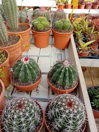 Cactus espiral