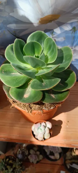 Lote Suculentas Mandala y Pachyphtum