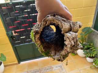 Tronco Cueva para Reptiles