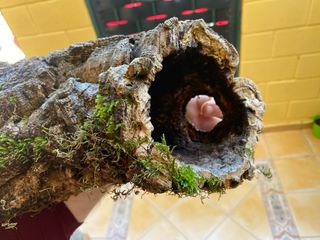 Tronco Cueva para Reptiles