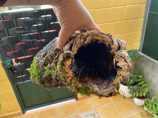 Tronco Cueva para Reptiles