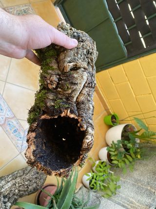 Tronco Cueva para Reptiles