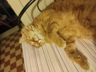 Liu Jo Vestito Seta Nero Fantasia