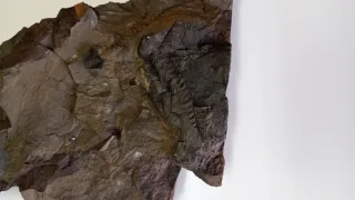 Fosil Helecho Annularia