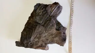 Fosil Helecho Annularia