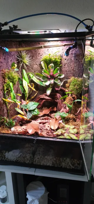 Terrario completo para reptiles