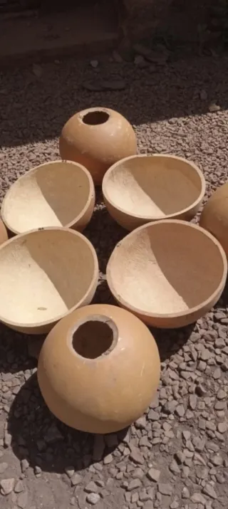 Semillas de lagenaria sicenaria"calabaza africana