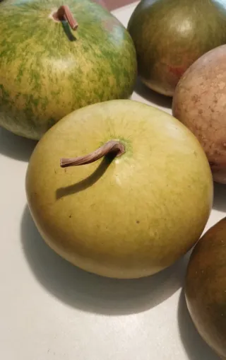 Semillas de lagenaria sicenaria"calabaza africana