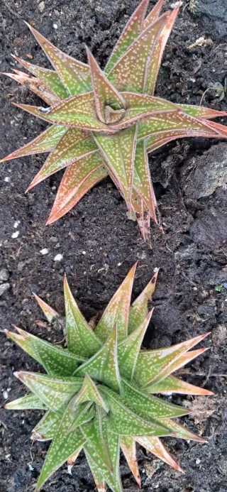 2 Gasteria planta con raíces