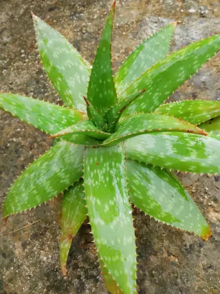 Pianta Aloe Vera