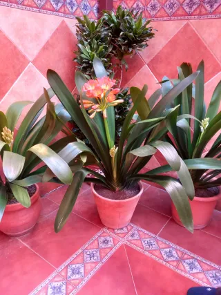 Planta Clivia con flores naranjas