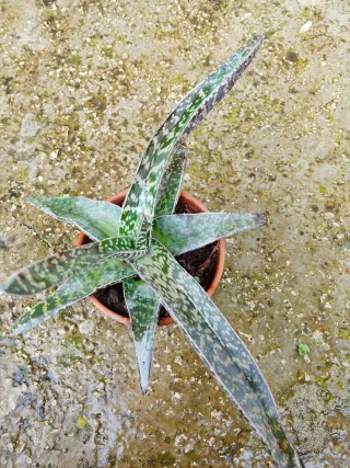 Pianta grassa Gasteria maculata