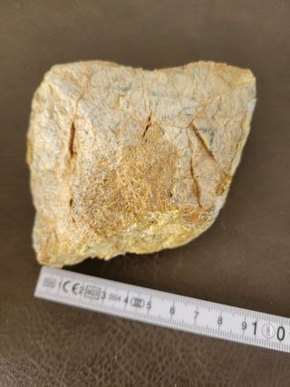 Expositor Fósil Sauropodo Cretácico S030