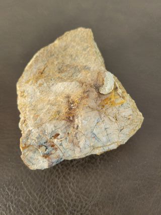 Expositor Fósil Sauropodo Cretácico S030