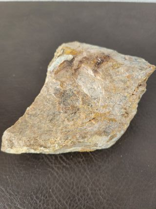 Expositor Fósil Sauropodo Cretácico S030