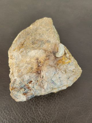 Expositor Fósil Sauropodo Cretácico S030