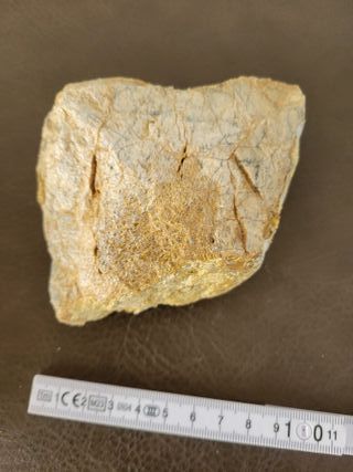 Expositor Fósil Sauropodo Cretácico S030