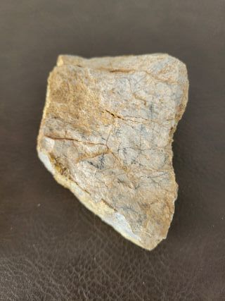 Expositor Fósil Sauropodo Cretácico S030