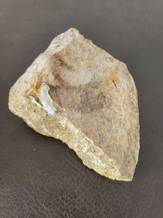 Expositor Fósil Sauropodo Cretácico S030